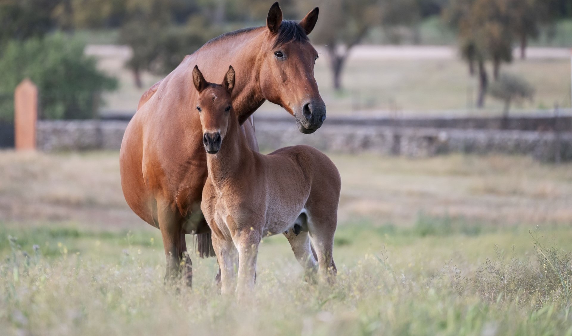 Descripción de la imagen