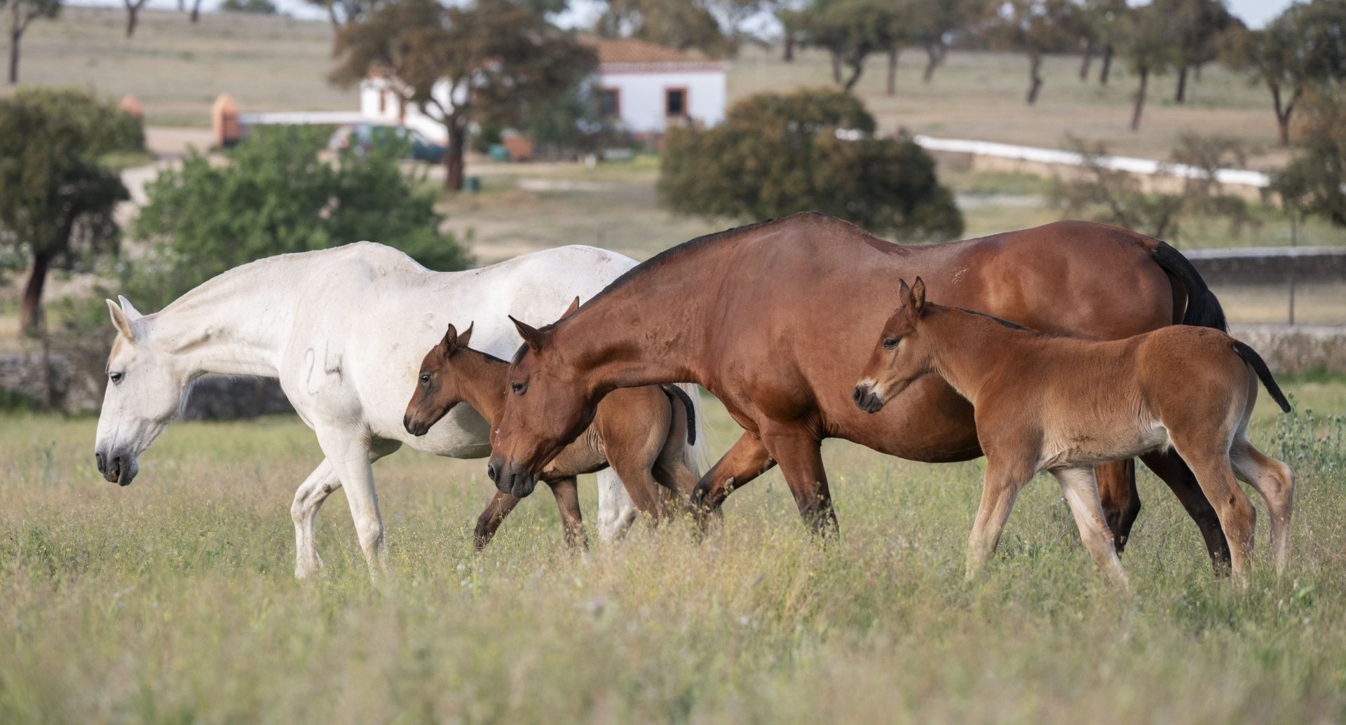 Descripción de la imagen