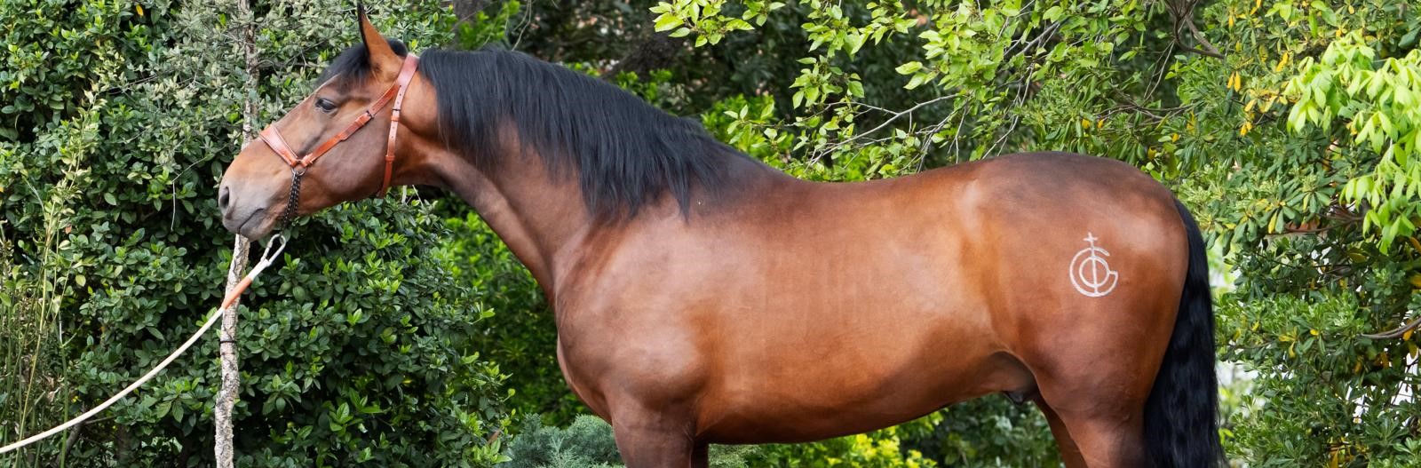 Descripción de la imagen