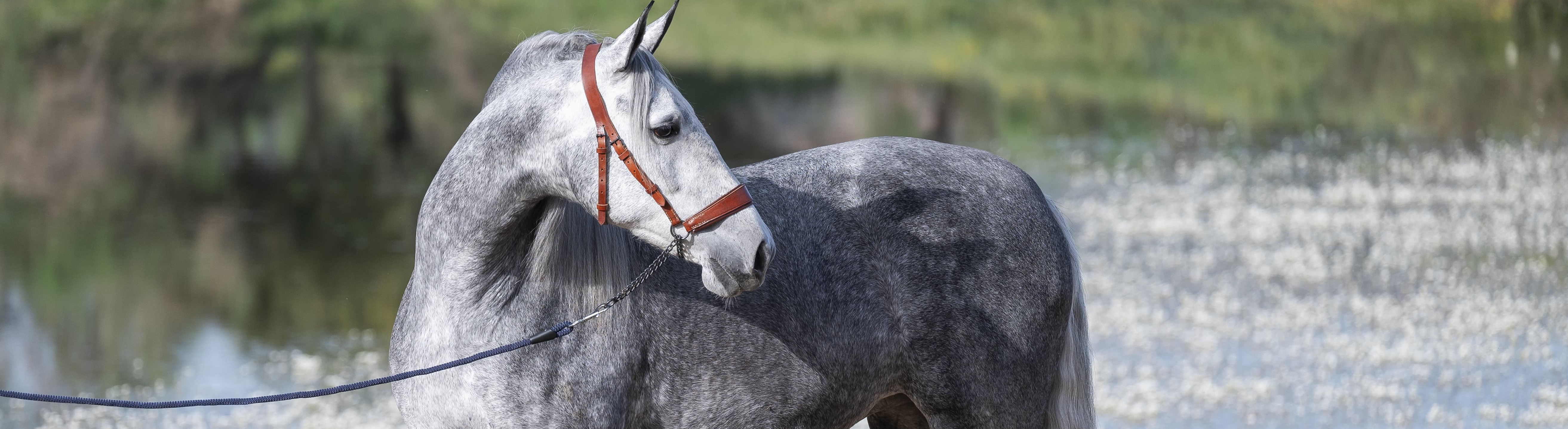Descripción de la imagen